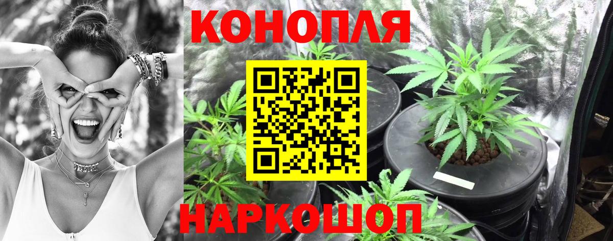 Конопля сатива Дербент
